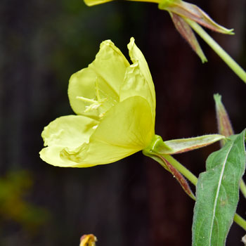 Oenothera elata, Hooker's Evening Primrose
